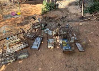 denuncia-leva-a-apreensao-de-20-aves-silvestres-mantidas-ilegalmente-em-aparecida