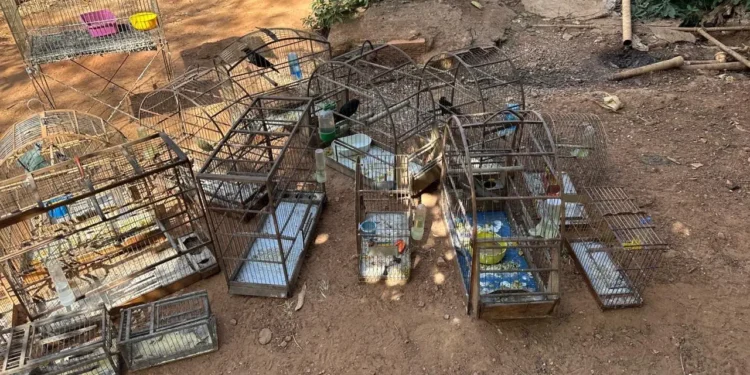 denuncia-leva-a-apreensao-de-20-aves-silvestres-mantidas-ilegalmente-em-aparecida