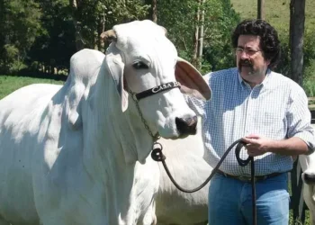 dono-das-vacas-mais-caras-do-mundo-aposta-em-“fabrica”-de-touros-de-elite