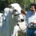 dono-das-vacas-mais-caras-do-mundo-aposta-em-“fabrica”-de-touros-de-elite