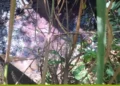 semad-confirma-contaminacao-de-corrego-apos-acidente-quimico-na-br-153-em-goias
