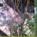 semad-confirma-contaminacao-de-corrego-apos-acidente-quimico-na-br-153-em-goias