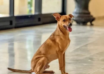 stf-reforca-dever-de-municipios-na-protecao-de-caes-e-gatos-abandonados