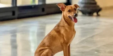 stf-reforca-dever-de-municipios-na-protecao-de-caes-e-gatos-abandonados