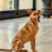 stf-reforca-dever-de-municipios-na-protecao-de-caes-e-gatos-abandonados