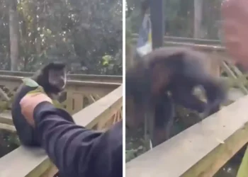 homem-atrai-macaco-e-agride-animal-em-parque-de-santa-catarina;-veja-video