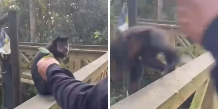 homem-atrai-macaco-e-agride-animal-em-parque-de-santa-catarina;-veja-video