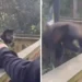 homem-atrai-macaco-e-agride-animal-em-parque-de-santa-catarina;-veja-video