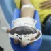 prazo-para-doar-sangue-apos-tatuagem-caira-para-sete-dias;-veja-as-novas-regras