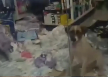 cachorro-‘invade’-farmacia-e-causa-prejuizo-de-r$-800-em-pontalina-(go);-veja-video