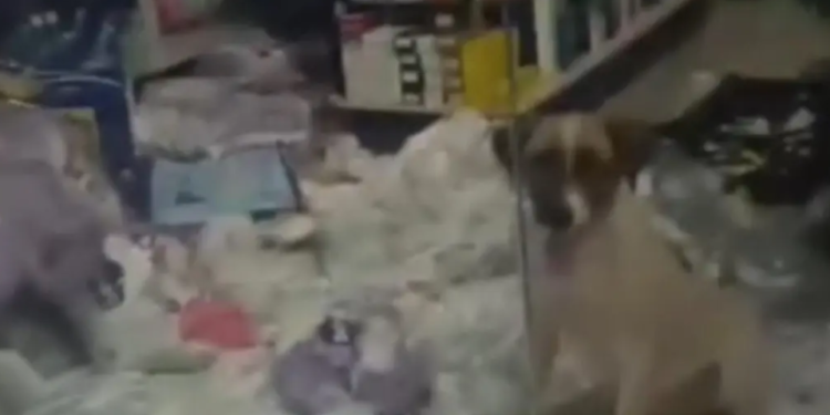 cachorro-‘invade’-farmacia-e-causa-prejuizo-de-r$-800-em-pontalina-(go);-veja-video