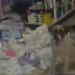 cachorro-‘invade’-farmacia-e-causa-prejuizo-de-r$-800-em-pontalina-(go);-veja-video