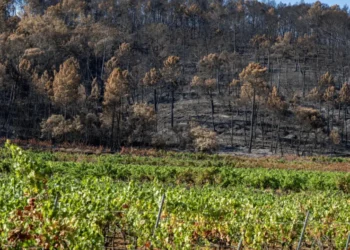 franca-registra-mais-de-1,2-mil-mortes-adicionais-durante-onda-de-calor