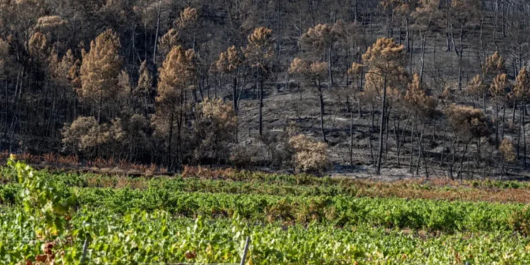 franca-registra-mais-de-1,2-mil-mortes-adicionais-durante-onda-de-calor