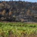 franca-registra-mais-de-1,2-mil-mortes-adicionais-durante-onda-de-calor