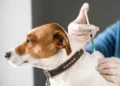 caso-de-raiva-canina-proximo-a-goias-acende-alerta-apos-mais-de-duas-decadas