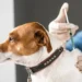 caso-de-raiva-canina-proximo-a-goias-acende-alerta-apos-mais-de-duas-decadas