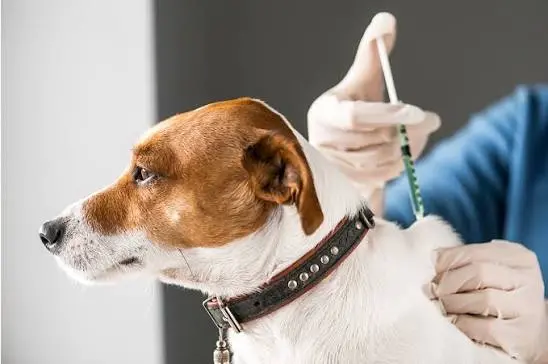 caso-de-raiva-canina-proximo-a-goias-acende-alerta-apos-mais-de-duas-decadas