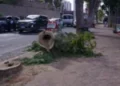 goiania-enfrenta-debate-sobre-retirada-de-arvores-em-meio-a-previsao-de-mais-calor-e-seca