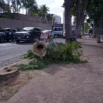 goiania-enfrenta-debate-sobre-retirada-de-arvores-em-meio-a-previsao-de-mais-calor-e-seca