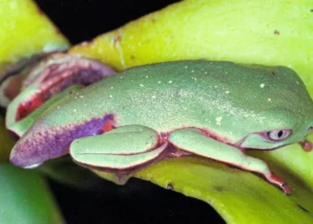 virus-letal-reduz-80%-da-populacao-de-pererecas-em-reserva-da-mata-altantica