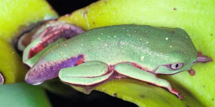 virus-letal-reduz-80%-da-populacao-de-pererecas-em-reserva-da-mata-altantica