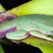 virus-letal-reduz-80%-da-populacao-de-pererecas-em-reserva-da-mata-altantica