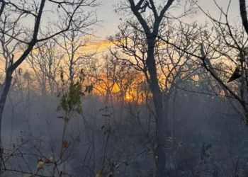 incendio-ja-destruiu-mais-de-600-hectares-em-goias