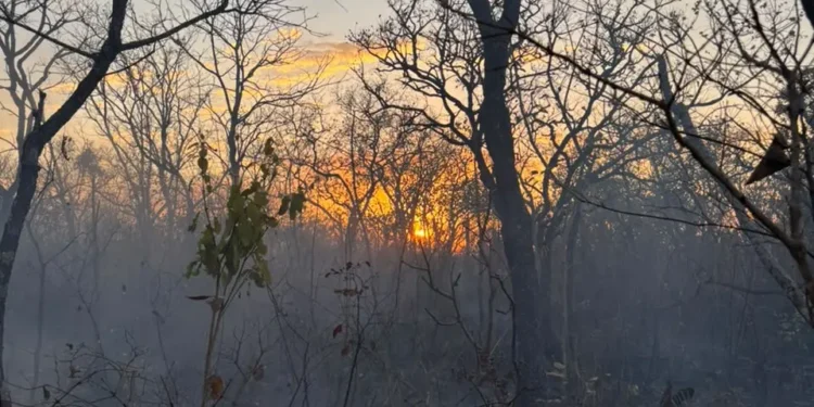 incendio-ja-destruiu-mais-de-600-hectares-em-goias