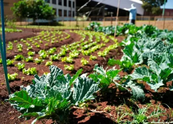 goiania-estreia-programa-sustentavel-que-troca-reciclaveis-por-alimentos;-saiba-os-detalhes