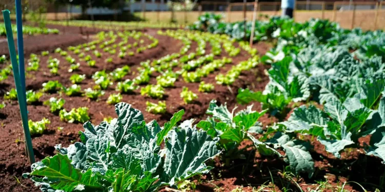 goiania-estreia-programa-sustentavel-que-troca-reciclaveis-por-alimentos;-saiba-os-detalhes