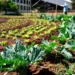 goiania-estreia-programa-sustentavel-que-troca-reciclaveis-por-alimentos;-saiba-os-detalhes