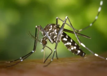 goiania-tem-o-melhor-desempenho-em-estudo-que-usa-ia-para-prever-picos-de-dengue