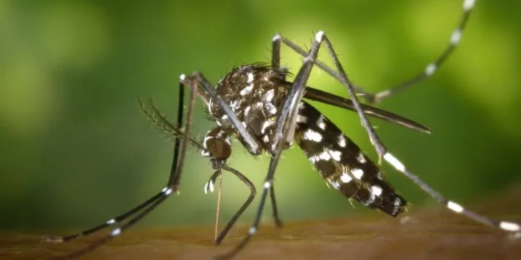 goiania-tem-o-melhor-desempenho-em-estudo-que-usa-ia-para-prever-picos-de-dengue