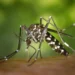 goiania-tem-o-melhor-desempenho-em-estudo-que-usa-ia-para-prever-picos-de-dengue