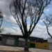 arvore-seca-na-t-9-com-possivel-risco-de-queda-preocupa-moradores-em-goiania