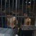 adolescente-de-13-anos-e-morto-a-facadas-durante-discussao-em-anapolis