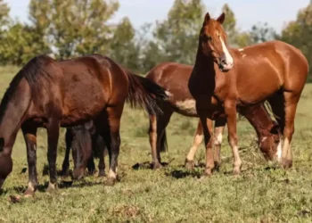 raiva-mata-7-cavalos-apos-ataques-de-morcegos-em-santa-helena-de-goias