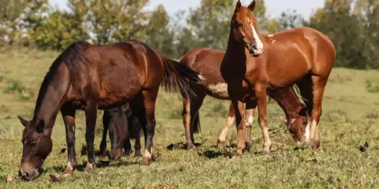 raiva-mata-7-cavalos-apos-ataques-de-morcegos-em-santa-helena-de-goias
