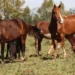 raiva-mata-7-cavalos-apos-ataques-de-morcegos-em-santa-helena-de-goias