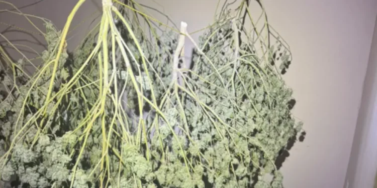 operacao-mira-grupo-suspeito-de-vender-maconha-medicinal-de-forma-ilegal-em-goias