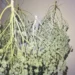 operacao-mira-grupo-suspeito-de-vender-maconha-medicinal-de-forma-ilegal-em-goias