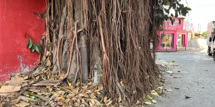 gameleira-de-grande-porte-sera-removida-em-rua-de-goiania