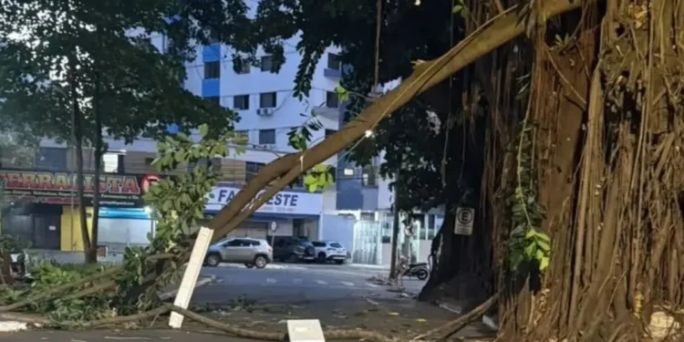 gameleiras-da-praca-da-cirrose-em-goiania-sao-avaliadas-apos-queda-de-galho