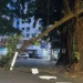 gameleiras-da-praca-da-cirrose-em-goiania-sao-avaliadas-apos-queda-de-galho