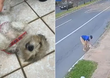 homem-e-preso-apos-jogar-cachorra-dentro-de-bueiro-em-goiania;-veja-video