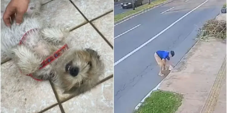 homem-e-preso-apos-jogar-cachorra-dentro-de-bueiro-em-goiania;-veja-video