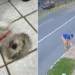 homem-e-preso-apos-jogar-cachorra-dentro-de-bueiro-em-goiania;-veja-video