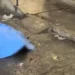 mulher-morre-apos-passar-mal-enquanto-tentava-ajudar-filho-em-ceilandia-(df)
