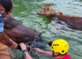 bombeiros-resgatam-dois-bovinos-de-piscina-em-chacara-de-goias